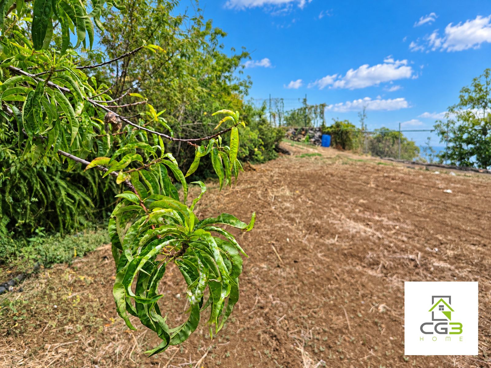 Finca Breña Alta, La Palma — foto 8